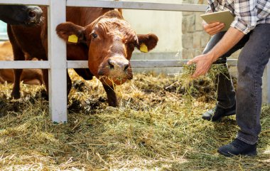 Kahverengi inek çiftçinin elinde samana uzanır..