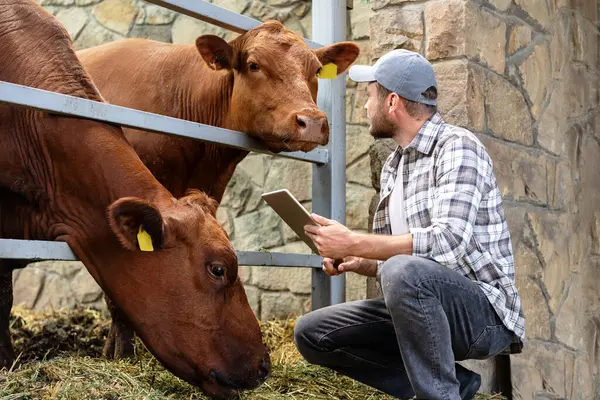 Çiftlik işçisi ya da inek ahırında inekleri inceleyen veteriner. Kahverengi inek çiftçiye bakıyor. 