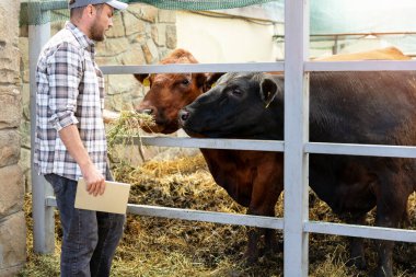 Ekose gömlekli yetişkin erkek çiftçi çiftlik hayvanlarını teftiş ediyor..