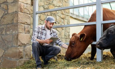 Erkek çiftçi, dijital tablet kullanarak çiftlik hayvanlarını inceliyor. Çiftçi işçi inekleri görsel olarak kontrol ediyor..