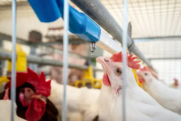 stock image Dekalb White hen drinking water from water dispenser in cage in a poultry farm.