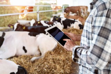 Akıllı çiftçilik. Çiftlik hayvanları yönetiminde dijital dönüşüm. Çiftçinin elinde ineklere karşı boş ekranlı dijital tablet.