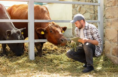 Dijital tabletli Kafkasyalı yetişkin bir adam çiftlik hayvanlarının çiftliğinde inekleri denetliyor..