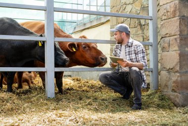 Çiftlik hayvanları. Bir çiftlik işçisi ağıldaki inekleri kontrol eder..