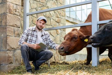 Dijital tablet kullanan bir çiftçi, çiftlik hayvanlarının çiftliğinde bir ahırda kahverengi bir ineğin yanında oturuyor..