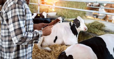 Hayvancılık yönetiminde dijital veri topluyorum. İnek ahırında ineklerin önünde dijital tabletle tarım işçisi.