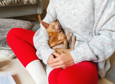 Şirin küçük oyuncak teriyer köpeği sahibinin ellerinde sırt üstü uyuyor..