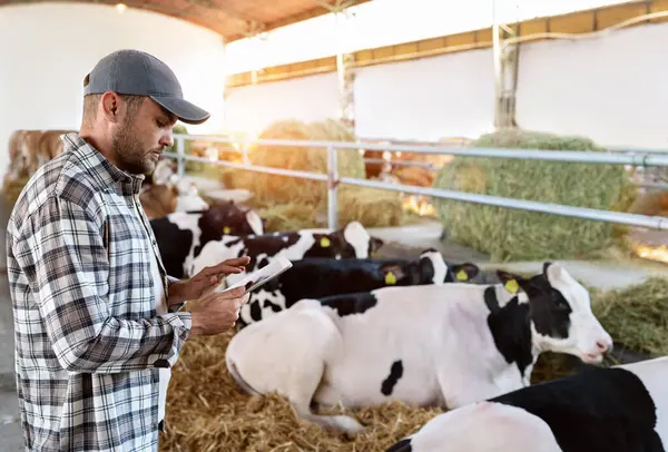 Dijital tabletli erkek tarım işçisi çiftlik hayvanlarını teftiş ediyor.