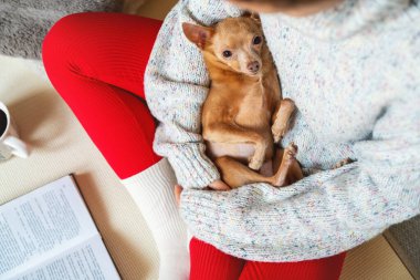 Şirin oyuncak teriyer köpeği kadın sahibinin elinde yatıyor. Ev hayvanlarının yaşam tarzı.