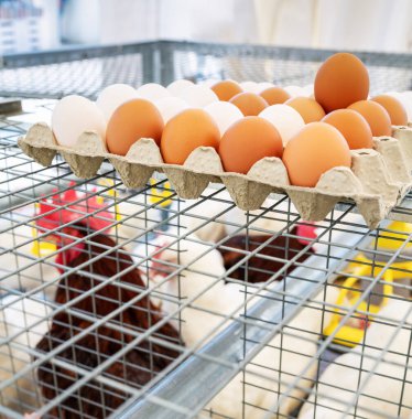 Kümes hayvanları çiftliğindeki kafeste taze organik yumurtalar..