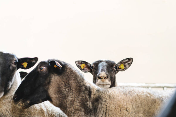 Овцы смотрят прямо в камеру на животноводческой ферме.