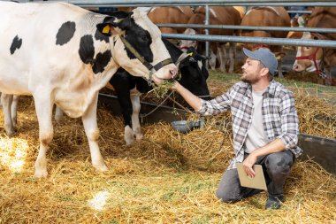 Çiftçi ahırın içinde çiftlik hayvanları çiftliğinde. İnsan samanla ineği besliyor..