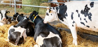 Çiftlikteki bir ahırda siyah beyaz inekler
