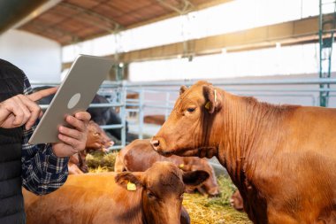 Çiftçi, çiftlik hayvanlarının çiftliğinde bir boğanın önünde boş bir ekranla dijital tablet tutuyor..
