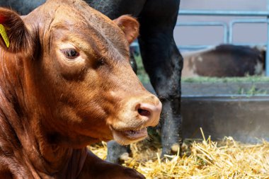 Çiftlikteki kahverengi boğanın yakın plan portresi. Sığır yetiştiriciliği.