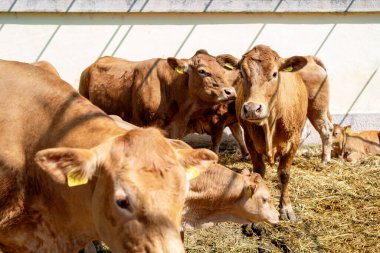 Çiftlikteki kırmızımsı kahverengi inekler. Evcil sığırlar.