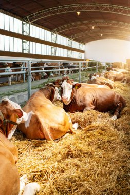 Çiftlik hayvanlarının ahırında dinlenen benzer inekler..