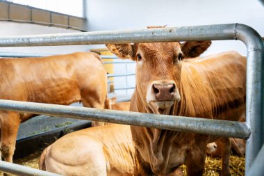 Çiftlikteki bir ahırda genç, kırmızı inekler.