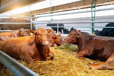 Çiftlikteki bir ahırda küçük kahverengi inekler.