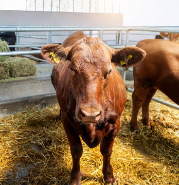 Çiftlik hayvanlarının ahırında kameraya bakan kızıl inekler.