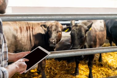 Çiftçi, çiftlik hayvanlarını izlemek için dijital cihaz kullanıyor.