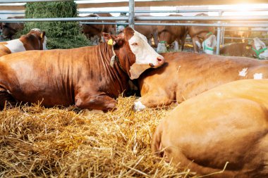 Kahverengi inekler modern çiftlik hayvanlarının çiftliğinde dinleniyorlar.