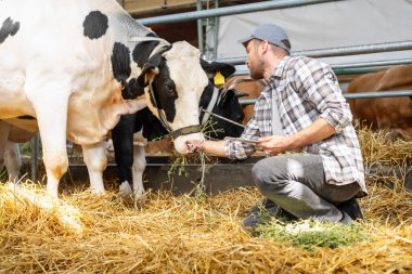 Modern çiftçi çiftlik ahırındaki süt ineklerini inceliyor.