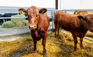 Modern çiftlik hayvanlarının çiftliğinde kahverengi, genç inekler