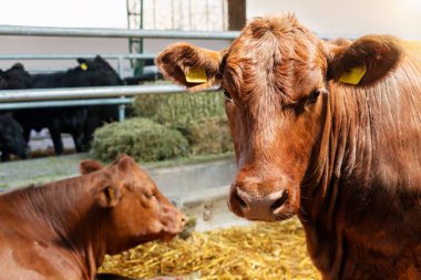 Çiftlik hayvanlarının çiftliğindeki kırmızı ineğin yakın çekimi..