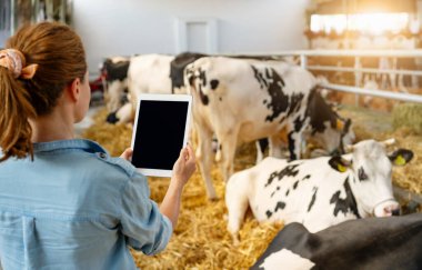 Modern çiftlik hayvanlarında inekleri kontrol etmek için dijital tablet kullanan kadın çiftçi