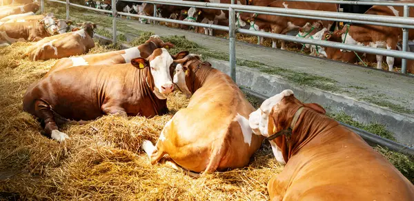 Modern çiftlik hayvanlarının çiftliğindeki ahırda dinlenen inekler