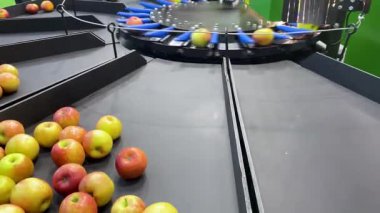 Endüstriyel elma ayırıcı makinesi elmaları boyutlarına göre ayırır