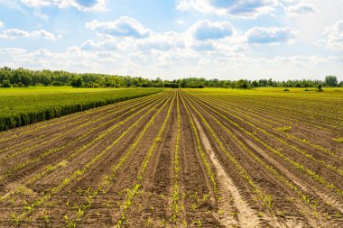 Kök ekili taze yeşil fidelerle dolu tarlalar.