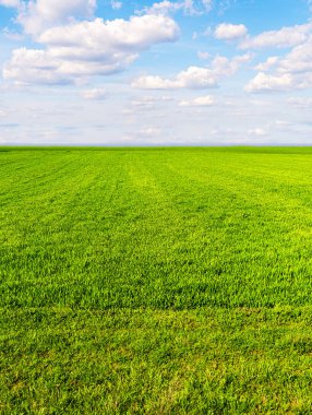 Yeşil tahıl bitkileriyle birlikte tarım arazisi