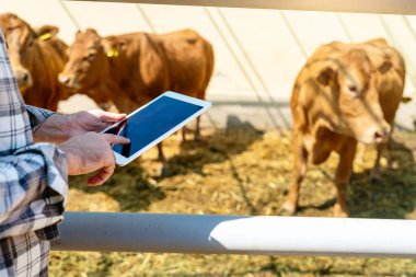 Hayvanları denetlemek için dijital tablet kullanan tarım işçisi