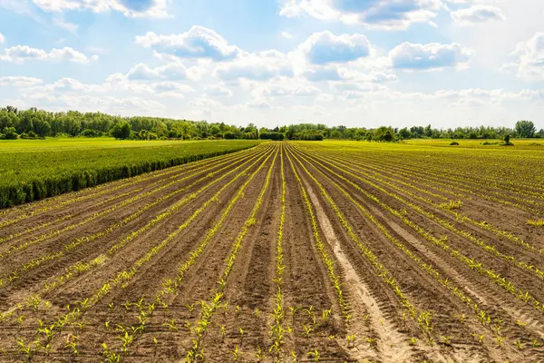 Kök ekili taze yeşil fidelerle dolu tarlalar.