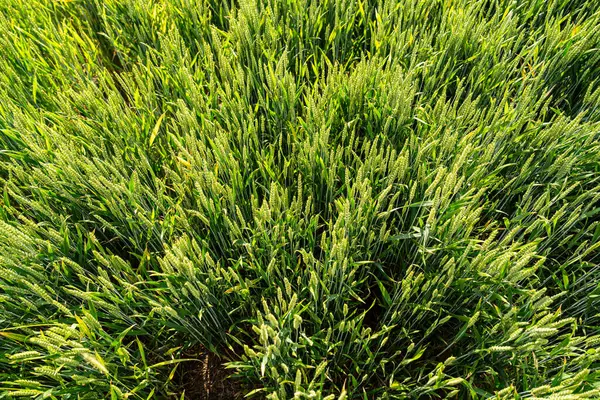 Yeşil tahıl tarlaları ve tamamen olgunlaşmış tahıl başları.. 