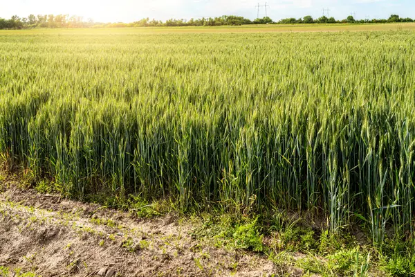 Trikalite alanı. Yeşil tahıl tarlaları ve tamamen olgunlaşmış tahıl başları.. 