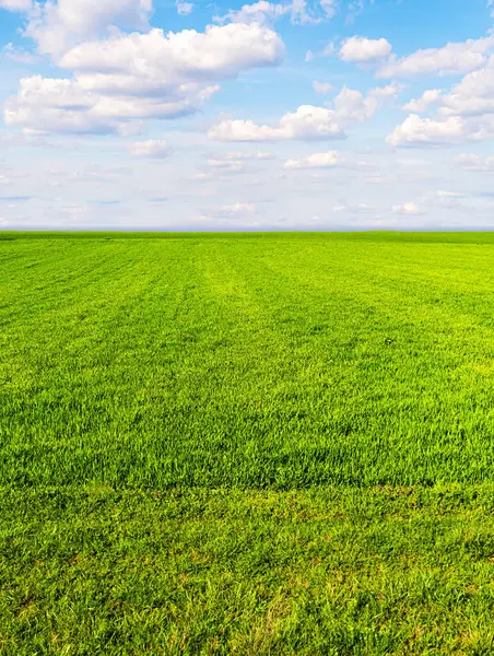 Yeşil tahıl bitkileriyle birlikte tarım arazisi