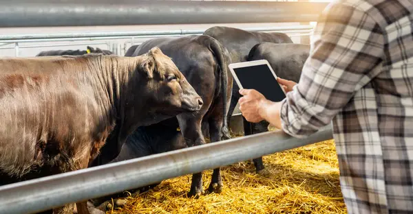 Çiftçi, çiftlik hayvanları ambarındaki inekleri incelemek için dijital tablet kullanıyor.