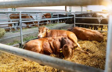 Çiftlik hayvanlarının ahırında dinlenen sığırlar.