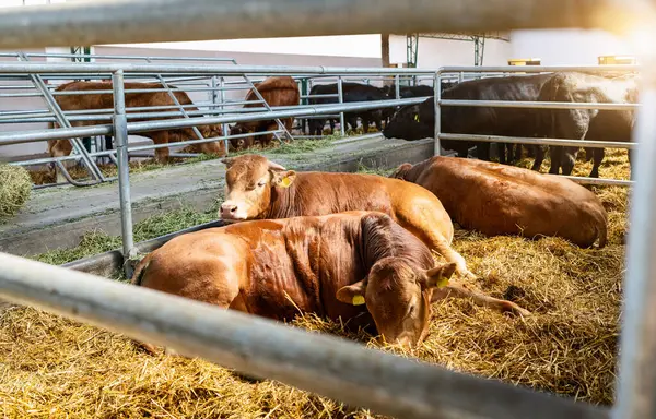 Çiftlik hayvanlarının ahırında dinlenen sığırlar.
