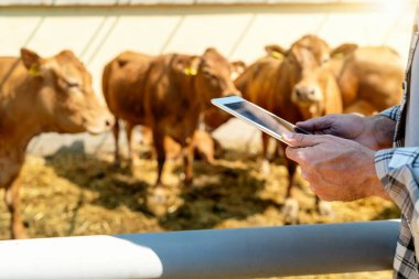 Çiftçinin elinde dijital tablet ve çiftlik hayvanları çiftliğinde arka planda sığırlar var