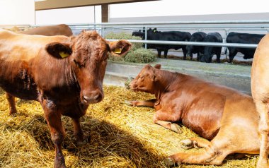 Çiftlikteki çiftlik hayvanlarına bakan kahverengi inek