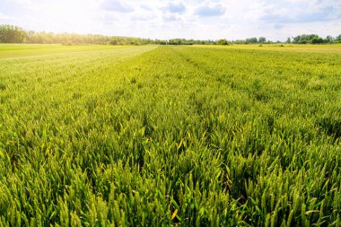 Sezon ortasında taze tahıl kulaklı yeşil tahıl tarlası