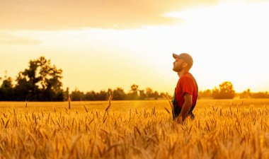 Güneş batarken sarı mısır gevreği tarlasında duran şapkalı erkek tarım işçisi.