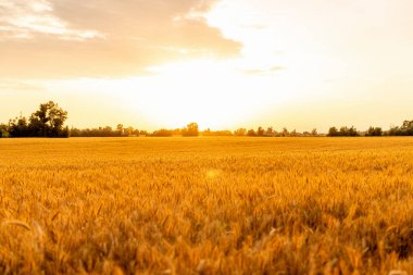 Günbatımında kırsalda sarı mısır gevreği tarlası