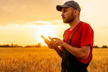 Günbatımında buğday tarlasında duran ve cep telefonu kullanan modern erkek çiftçi..