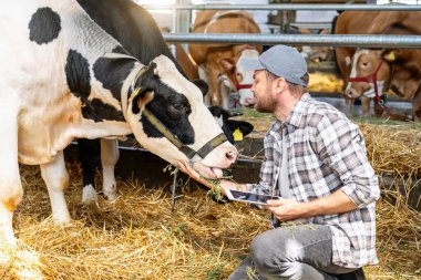Çiftlik hayvanlarının çiftliğinde inekleri incelerken tablet kullanan erkek çiftçi