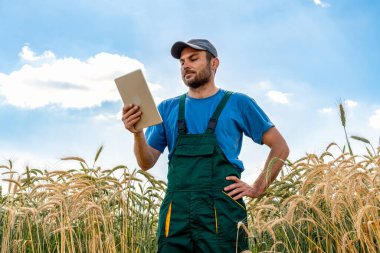 Yeşil tulumlu erkek çiftçi, tahıl tarlasında dikilirken dijital tablet kullanıyor.